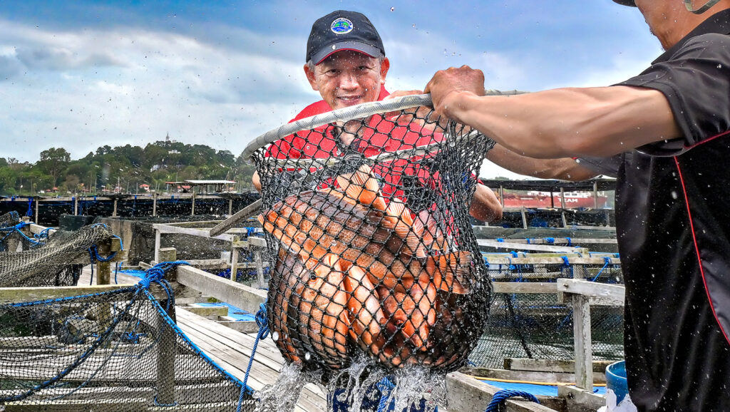 Singapore Red Snapper