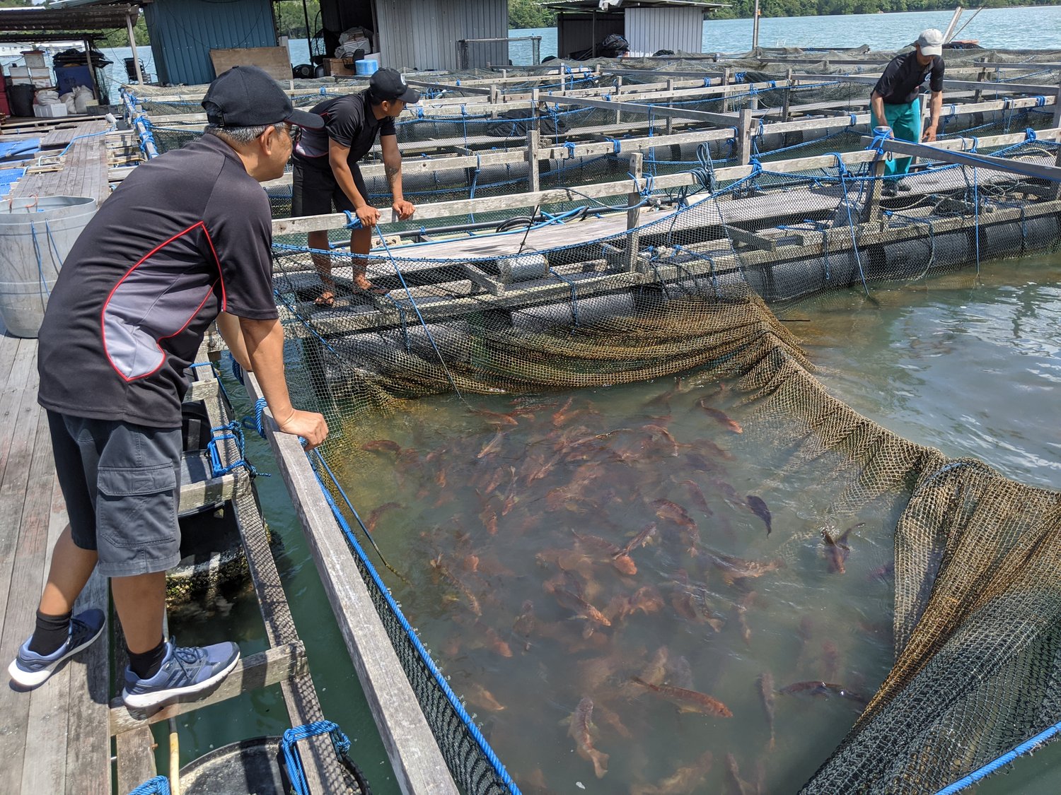 CNA LOOKS AT HOW THE FISH FARMERS HELPS SINGAPORE ACHIEVE ITS FOOD ...